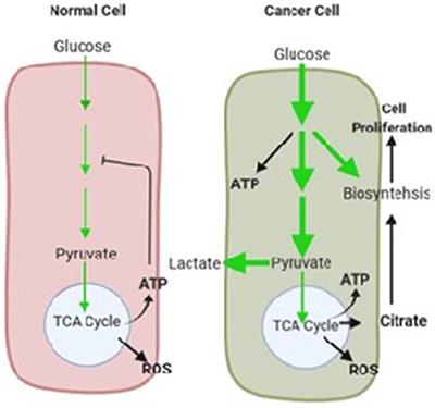 Role of Glucose Metabolism Reprogramming in the Pathogenesis of Cholangiocarcinoma